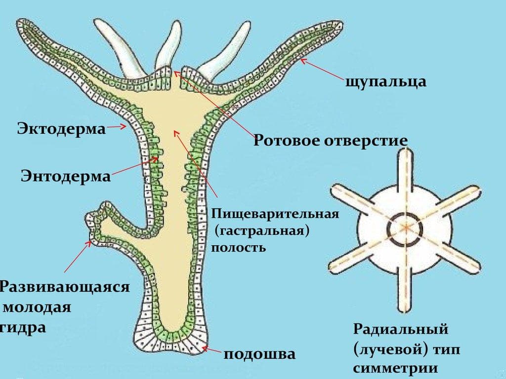 Bs gl ссылка